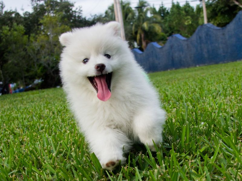 boarding master dog trainer academy orange county ca