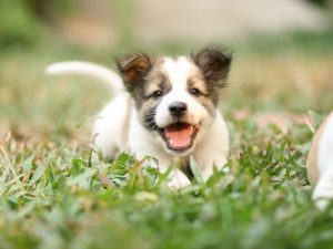 puppy development master dog trainer academy orange county ca
