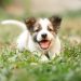 puppy development master dog trainer academy orange county ca