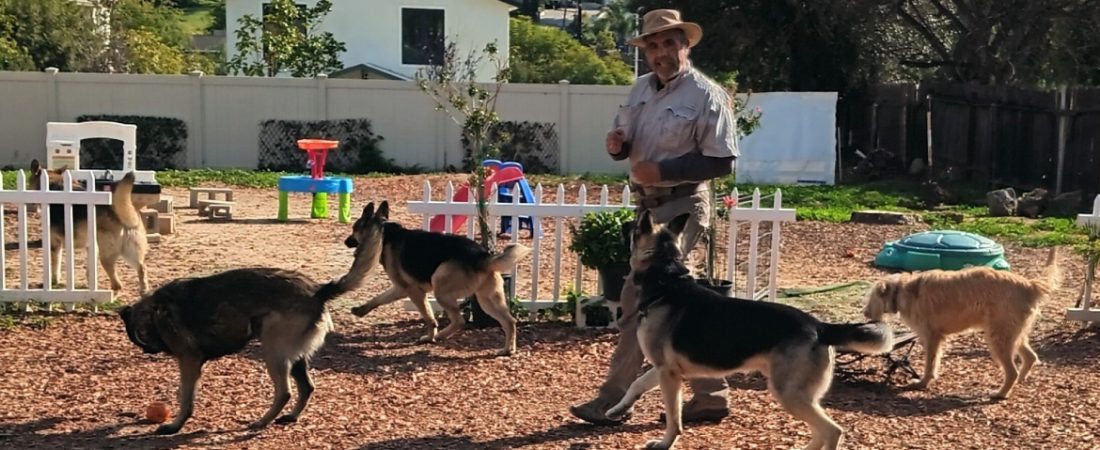 best dog training academy-in-orange county ca aldo cecchi
