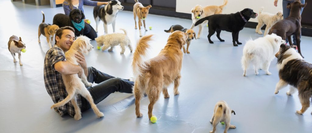 best dog training academy-orange county ca