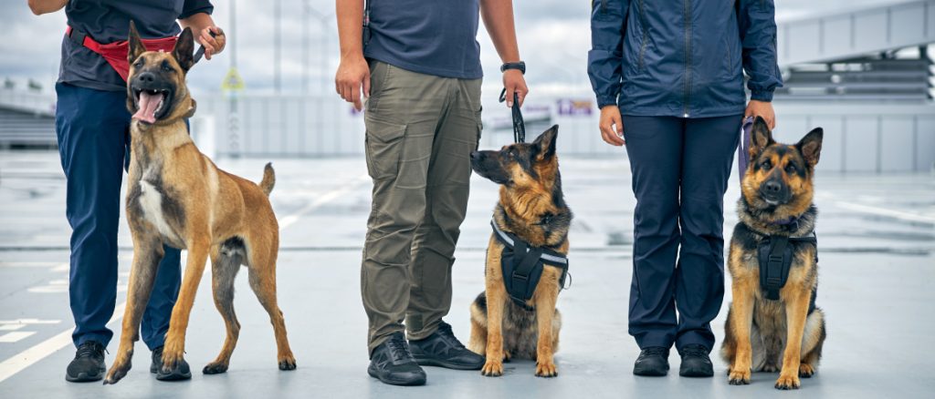 find the best dog trainer instructor in the us