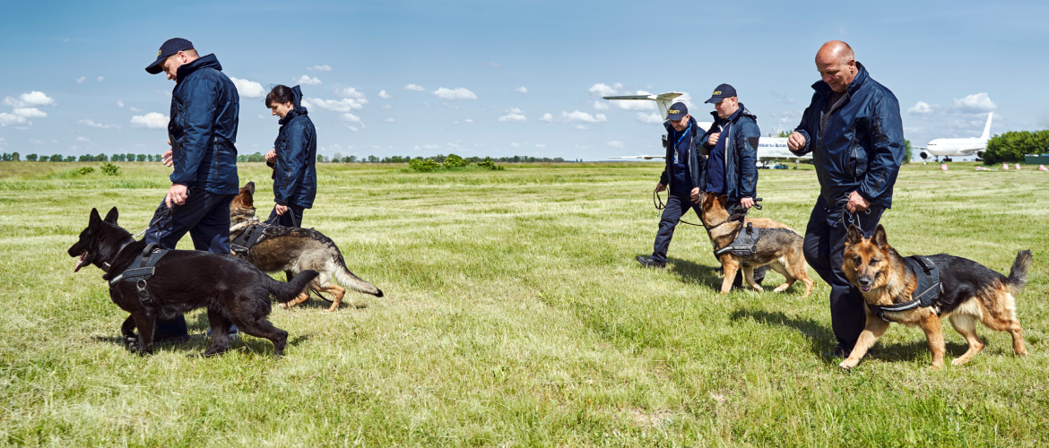 find the best dog trainer instructor in the us