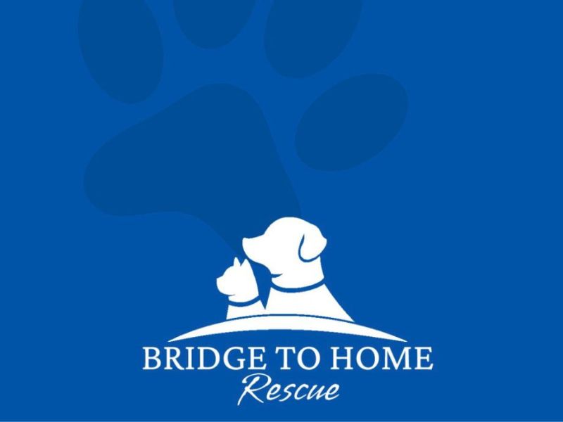a bridge to home rescue