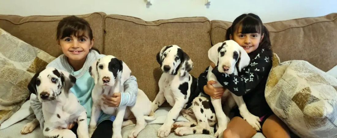 best dog training orange county ca