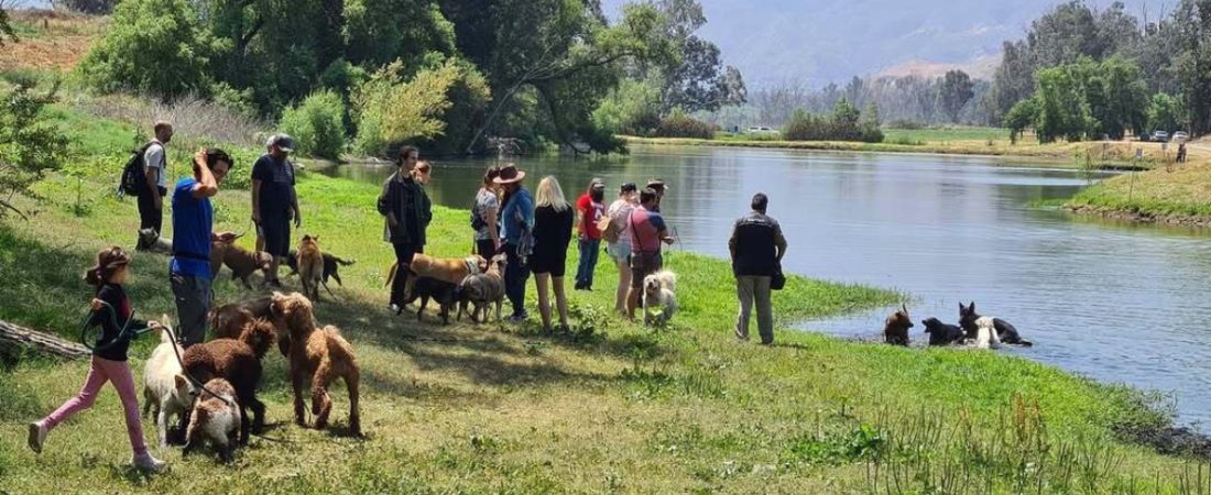 best dog training orange county ca