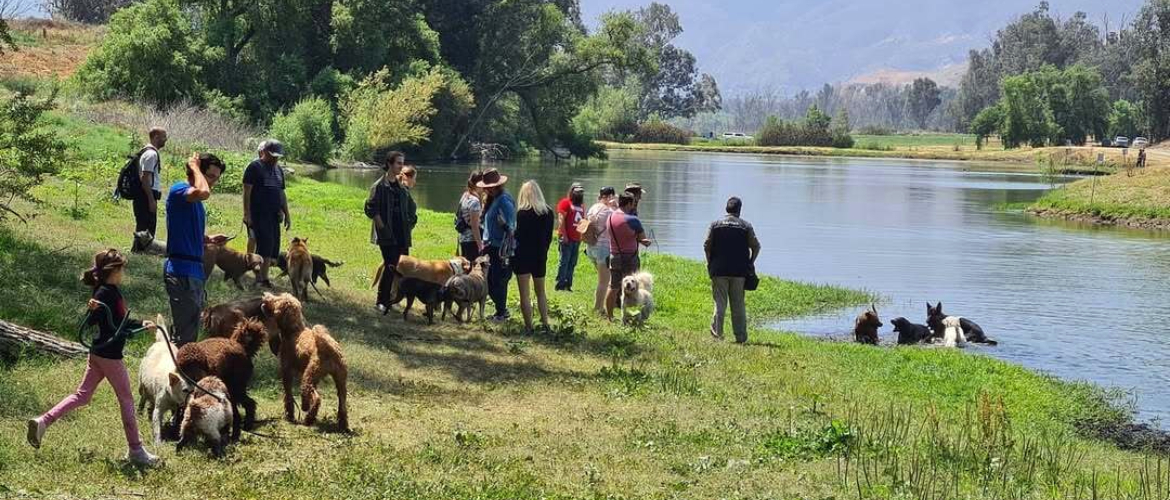 best dog training orange county ca