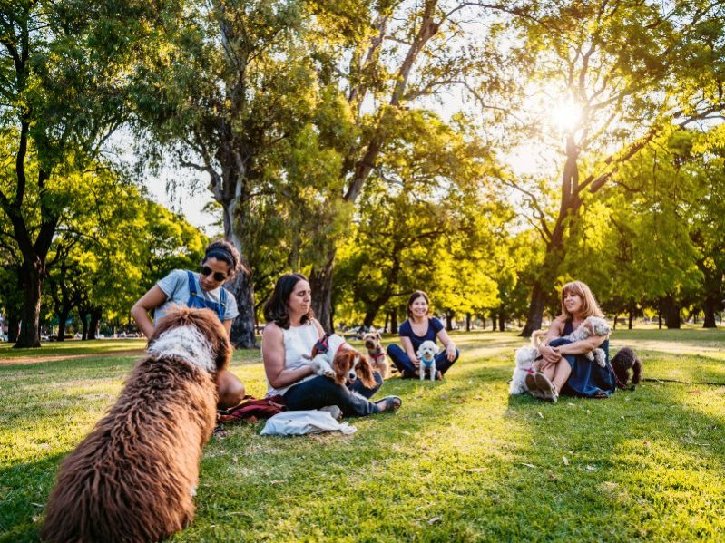 group classes master dog trainer academy orange county ca