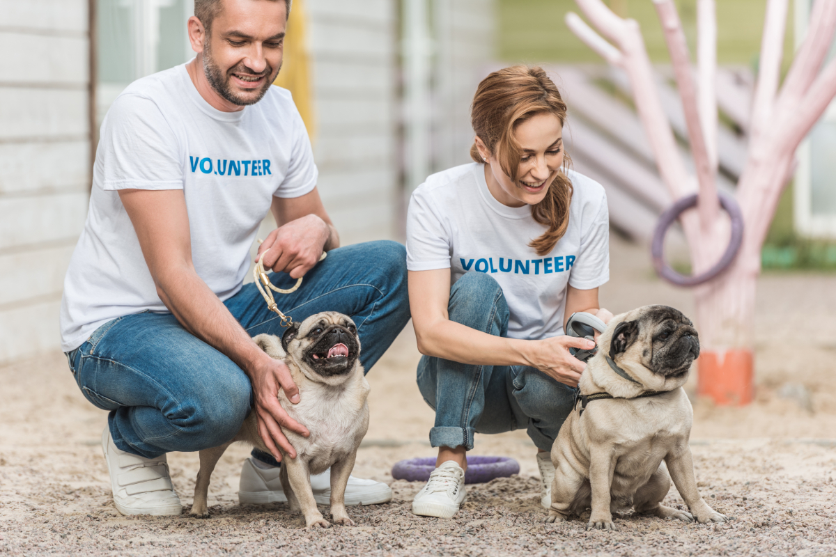 dog trainer class rescue volunteers orange county ca