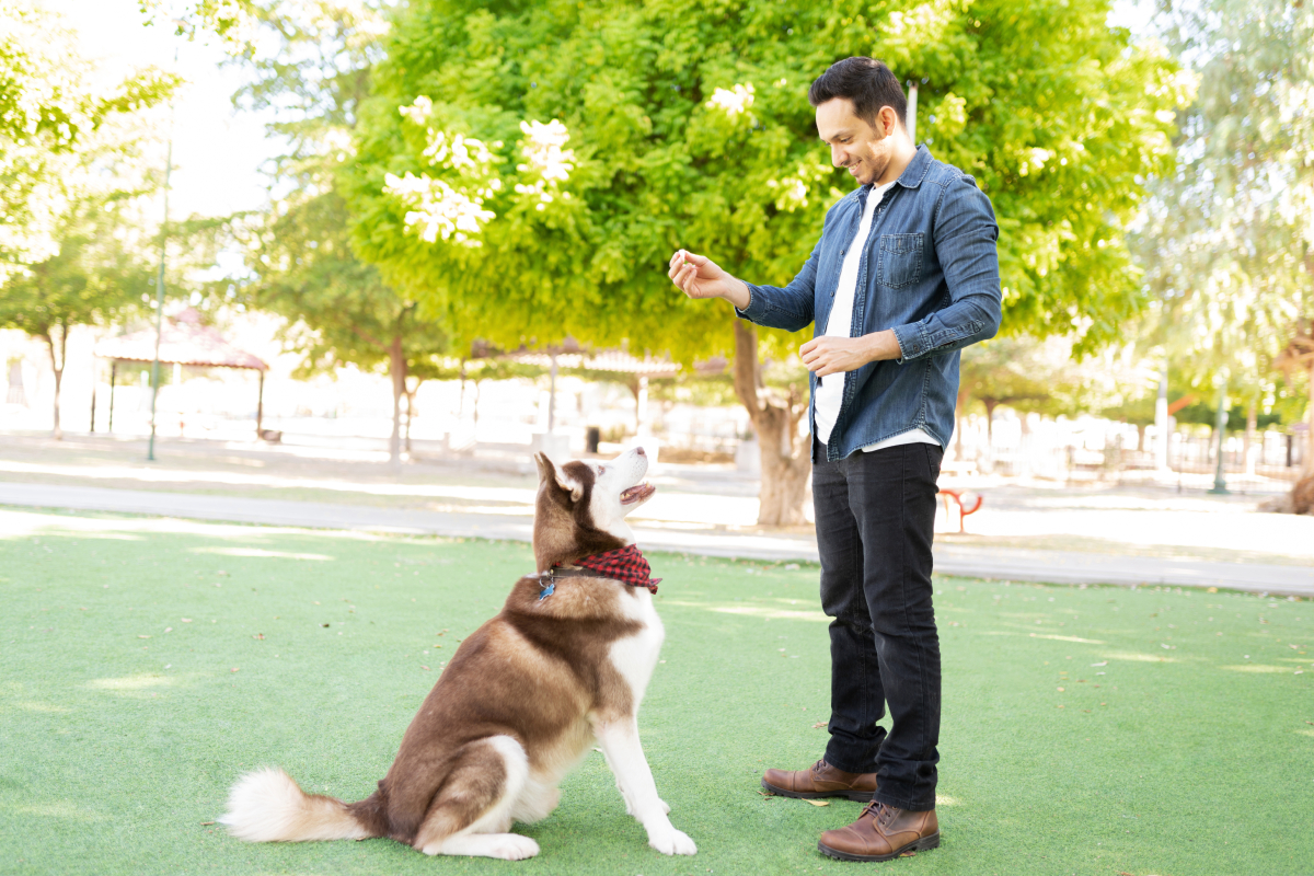 dog trainer school orange county ca