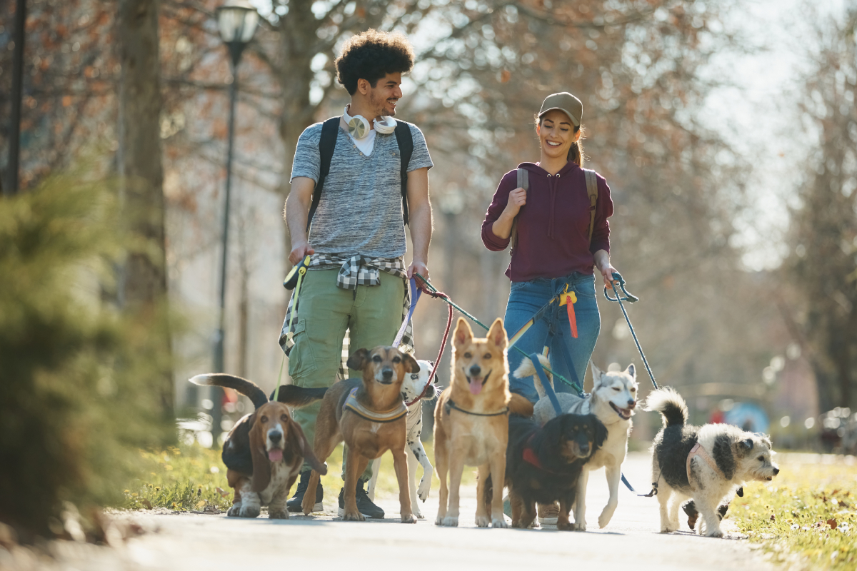 dog walker dog trainer school orange county ca