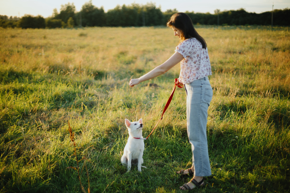 pet training puppy development classes orange county ca