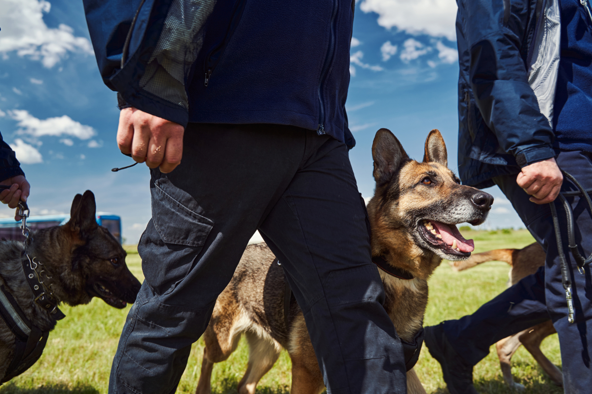 professional dog trainer courses orange county ca