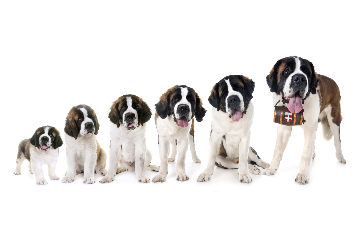 puppy development classes orange county ca