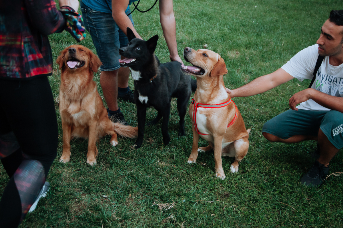 regular dog trainer students orange county ca